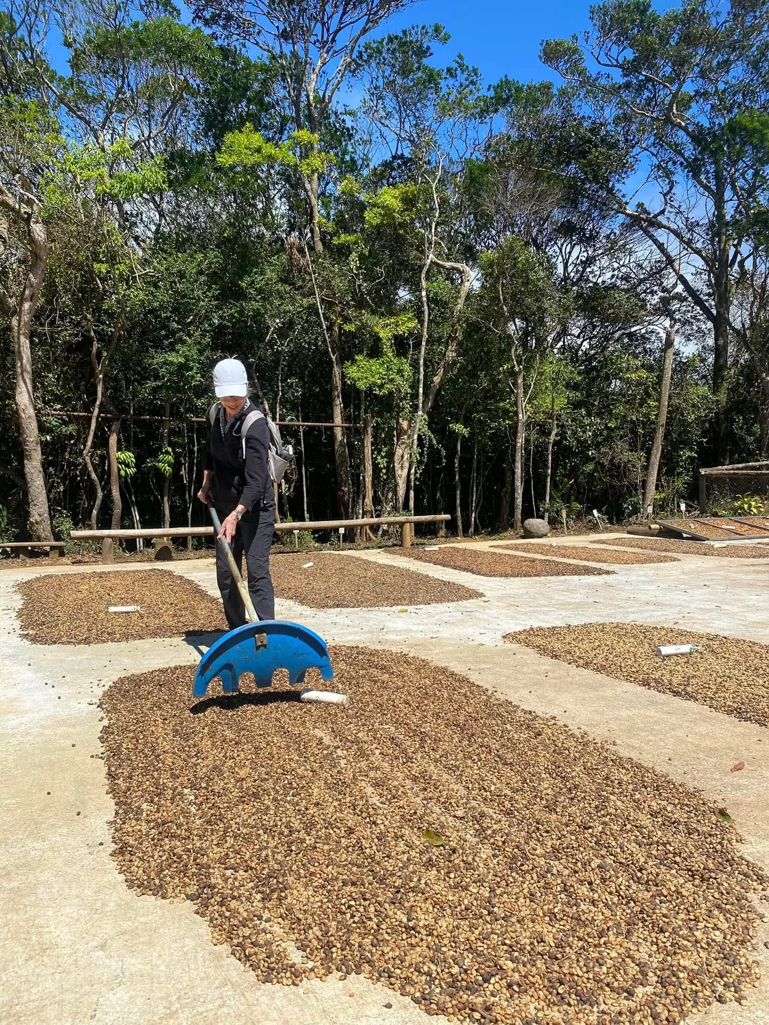The Art of Coffee Drying